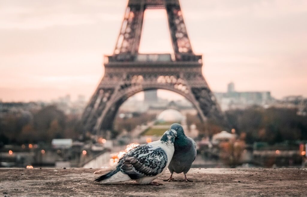 bird, couple, beak