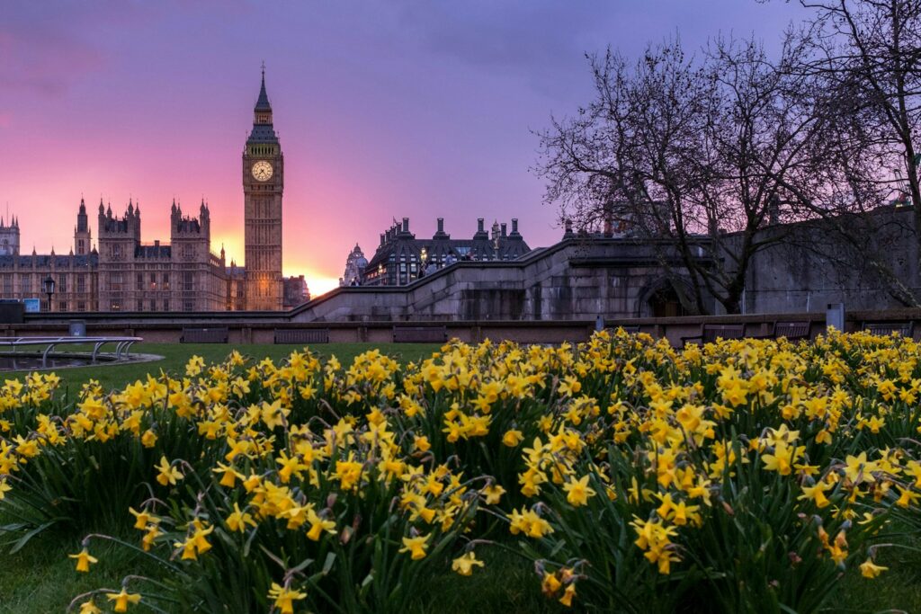 yellow flowers, London